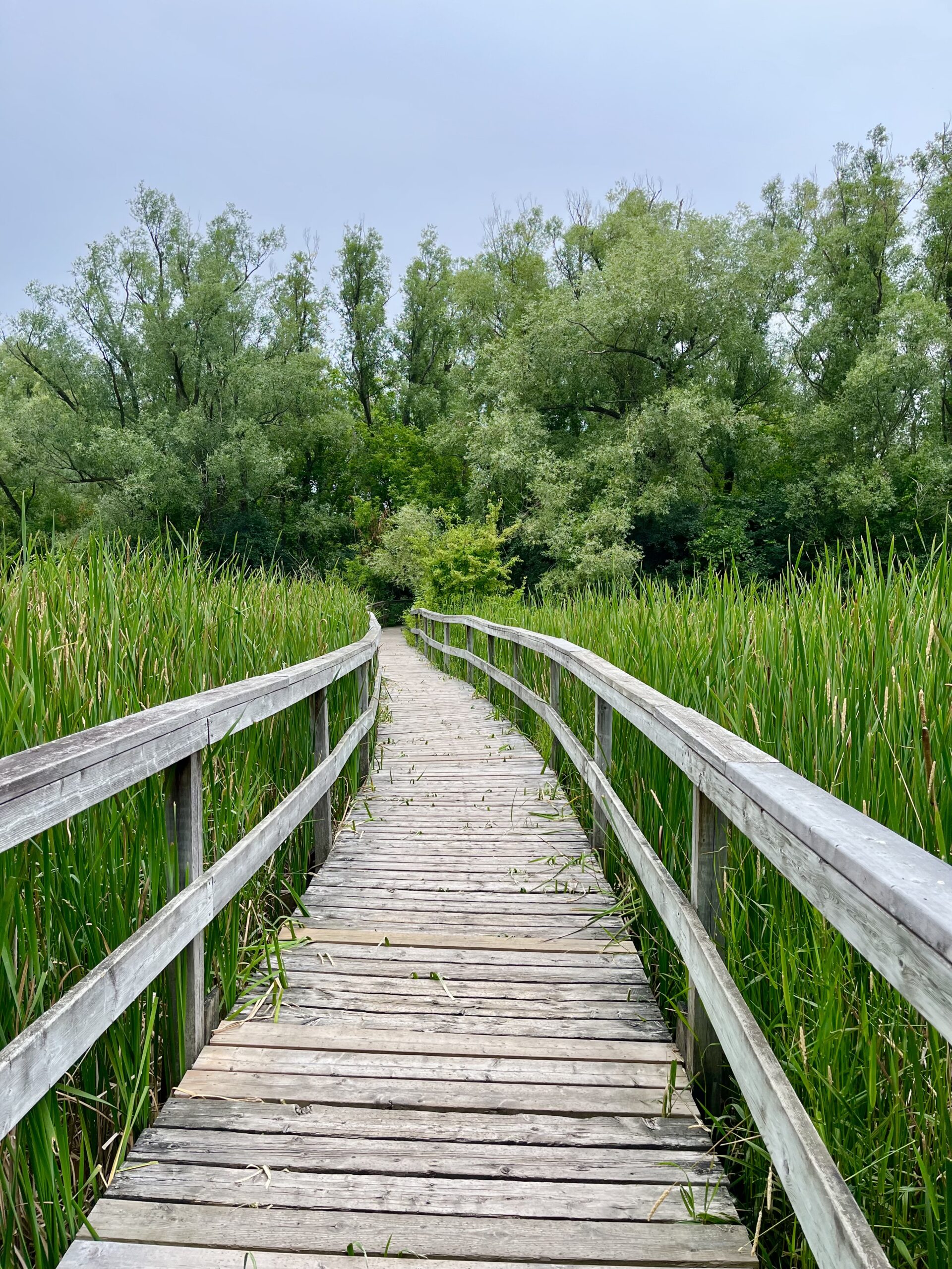 Toogood Pond Boardwalk at Toogood Pond